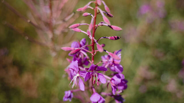 Mountain flora and fauna walk