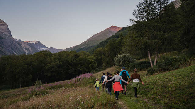 Sub alpine forest walk 