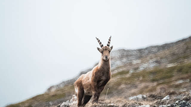 Marmot and chamois walk